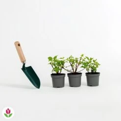 3 Fuchsias Résistants Au Gel Annabel -Promos Arbozine Boutique 001838 wil qlz 001838 1 1704808947937