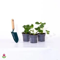 3 Fraisiers Remontants à Fleurs Roses Toscana -Promos Arbozine Boutique 005240 wil qlp 005240 1 1705057941762