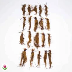 Fraisier Gariguette -Promos Arbozine Boutique 005241 wil QLZ 005241 1 1703067805039