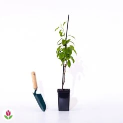 Mini-poirier Conférence -Promos Arbozine Boutique 007969 wil qlp 71305 6 1707483789554