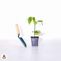 Fruit De La Passion Frederick -Promos Arbozine Boutique 010746 wil QLH 010746 1 1703071690202