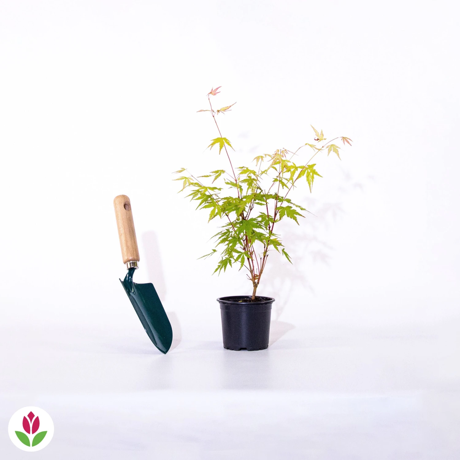 Erable Du Japon Rêve Orange 7 Erable Du Japon Rêve Orange – Image 5