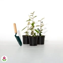 Eleagnus -Promos Arbozine Boutique 012633 wil qlh 012633 1 1705586506029