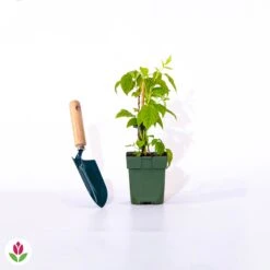 Framboisier Nain Et Compact Non Remontant Beauté Rubis ® -Promos Arbozine Boutique 014920 wil qlp 100651 3 1708333211297