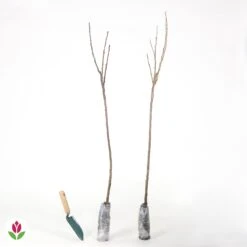 Collection De 2 Groseillier Et Cassis Sur Tige -Promos Arbozine Boutique 014921 wil QLH 014921 1 1707815530204