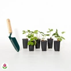 Fraisier Gariguette -Promos Arbozine Boutique 017399 wil qlh 017399 1 1704789118510