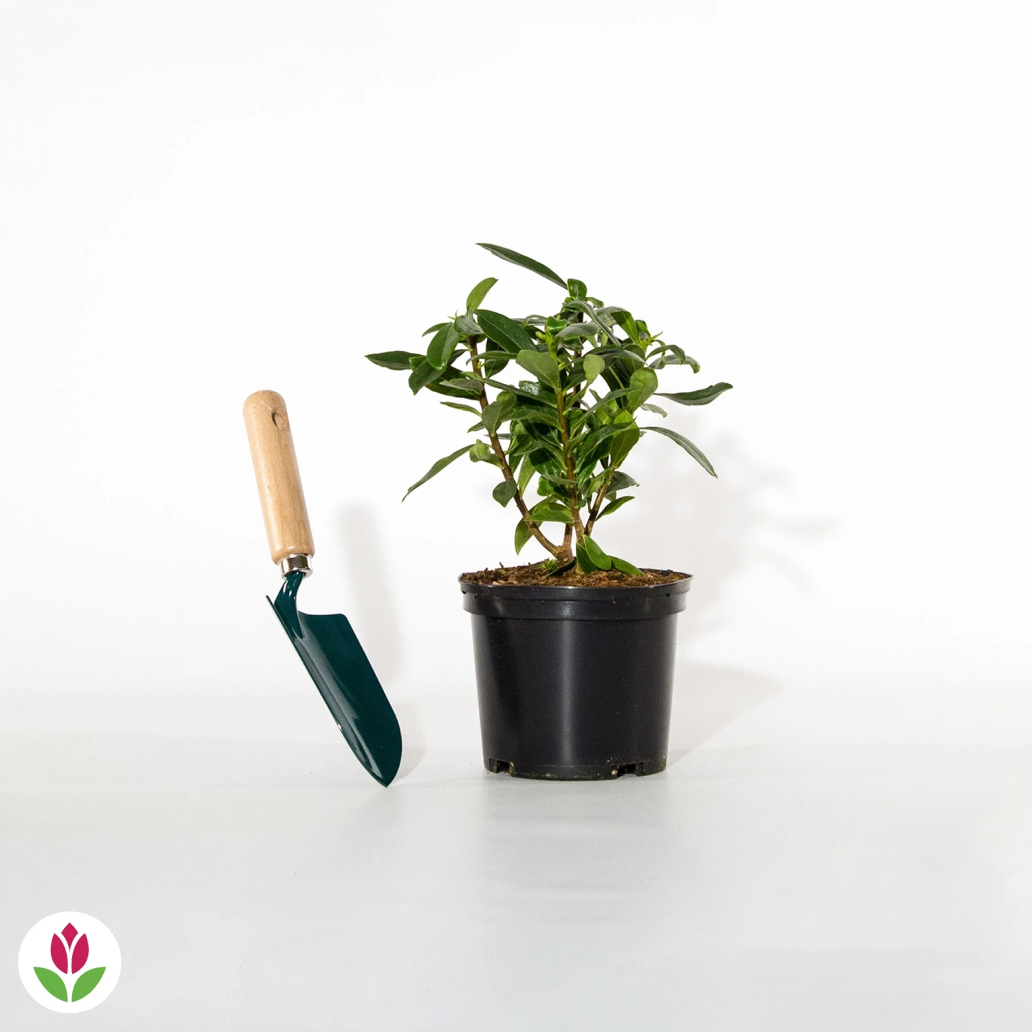 Daphne Perfum Princess 4 Daphne Perfum Princess – Image 2