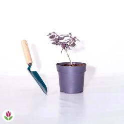 Loropétale Black Pearl -Promos Arbozine Boutique 018110 wil qlh 018110 1 1705481948276