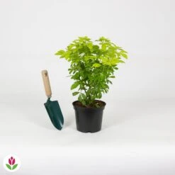 Oranger Du Mexique Doré 11 Oranger Du Mexique Doré -Promos Arbozine Boutique 020153 wil QLZ 020153 1 1704728113896