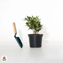 Sarcococca Winter Gem -Promos Arbozine Boutique 020365 wil qlh 101075 3 1706532387438