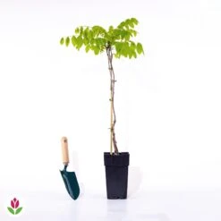 Glycine Blanche Sur Tige 13 Glycine Blanche Sur Tige -Promos Arbozine Boutique 020388 wil qlp 020388 1 1705073714528