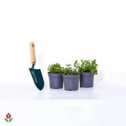 3 Bidens Jaunes 7 3 Bidens Jaunes -Promos Arbozine Boutique 020588 wil qlp 101104 4 1706535322940