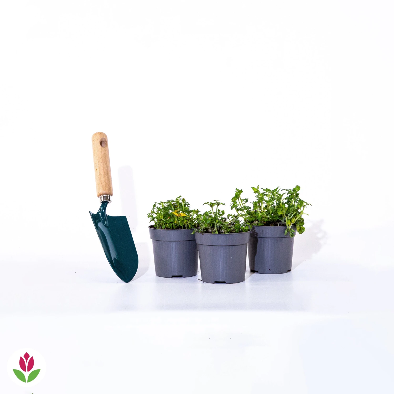 3 Bidens Jaunes 5 3 Bidens Jaunes – Image 3