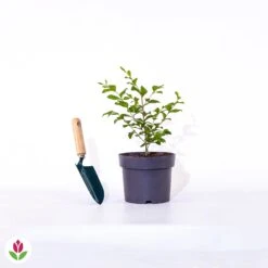 Lilas Des Indes Eveline -Promos Arbozine Boutique 021163 wil qlp 101334 7 1706535666559