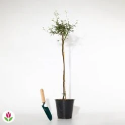 Calliandra Surinamensis Pink Powder Puff Sur Tige 9 Calliandra Surinamensis Pink Powder Puff Sur Tige -Promos Arbozine Boutique 021216 wil qlh 104017 3 1706626889075