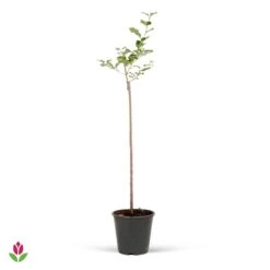 Lilas Palibin Sur Tige -Promos Arbozine Boutique 022759 wil 43838 3