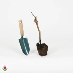 Vigne Pinot -Promos Arbozine Boutique 023796 wil QLH 23796 1 1709028987957