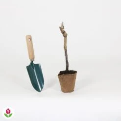 Vigne Merlot -Promos Arbozine Boutique 023797 wil QLH 023797 1 1709029053224