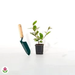 Eleagnus -Promos Arbozine Boutique 023999 wil qlh 023999 1 1705586741852