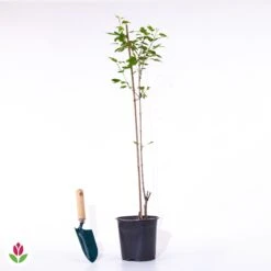 Erable Du Fleuve Amour 12 Erable Du Fleuve Amour -Promos Arbozine Boutique 028202 wil qlp 028202 1 1705056924597