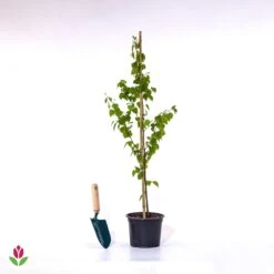 Bouleau Commun -Promos Arbozine Boutique 028208 wil qlp 103175 1 1705504230930