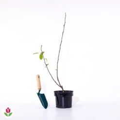 Pommier D'ornement Liset -Promos Arbozine Boutique 028221 wil qlp 103184 5 1706692228664