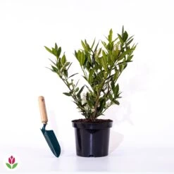 Laurier-Cerise Laurier Palme Otto Luyken 9 Laurier-Cerise Laurier Palme Otto Luyken -Promos Arbozine Boutique 028327 wil qlz 111108 3 1706695605047