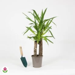 Yucca Elephantipes 7 Yucca Elephantipes -Promos Arbozine Boutique 030688 wil QLZ 030688 1 1704793216985