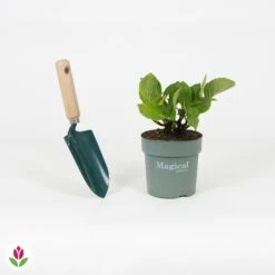 Hortensia Jewel -Promos Arbozine Boutique 030779 wil QLA 030779 1 1704725027443