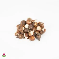 30 Tulipes 60 Days Of Tulips En Mélange -Promos Arbozine Boutique 030825 wil QLB 030825 1 1704727459786