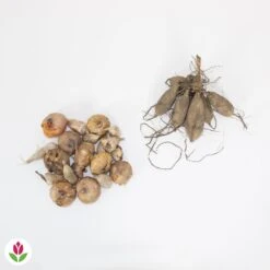 20 Bulbes De Fleurs The Purple Bag En Mélange -Promos Arbozine Boutique 030836 wil QLZ 030836 1 1709717864483