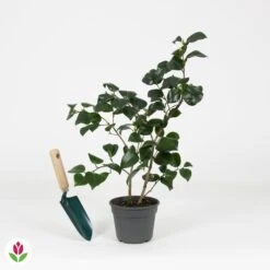 Camélia Du Japon Black Lace 9 Camélia Du Japon Black Lace -Promos Arbozine Boutique 030897 wil QLZ 030897 1 1704797476937