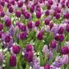 25 Bulbes De Fleurs Royal Purple En Mélange -Promos Arbozine Boutique 031443 1 1706800085182