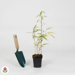 Bambou Fargesia Rufa Non-traçant 11 Bambou Fargesia Rufa Non-traçant -Promos Arbozine Boutique 031462 wil QLZH 031462 1 1704729371841