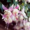 3 Fuchsias Résistants Au Gel Annabel -Promos Arbozine Boutique 100242 1 1704808729911