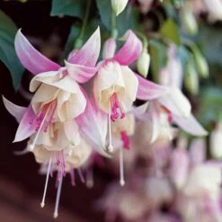 3 Fuchsias Résistants Au Gel Annabel