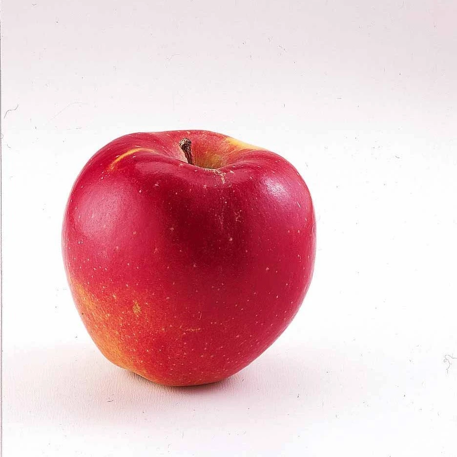 Mini-pommier Braeburn 4 Mini-pommier Braeburn – Image 2