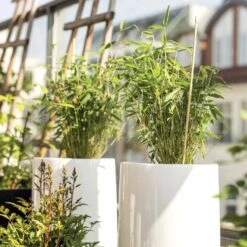 Bambou Vert Non-traçant -Promos Arbozine Boutique 100516 2 1702998305238