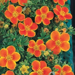 Haie De 3 Potentilles : Orange, Jaune, Blanche -Promos Arbozine Boutique 100544 3 1705058901463