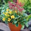Kit Pot Fleuri Pour Balcon -Promos Arbozine Boutique 100683 1