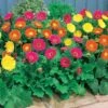 2 Garvineas Sophie ® Pour Votre Jardin Réf 010570 -Promos Arbozine Boutique 100686 1