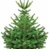 Sapin De Noël Naturel Nordmann 125/ 150 Cm Livré Avec Sa Bûche -Promos Arbozine Boutique 100707 1