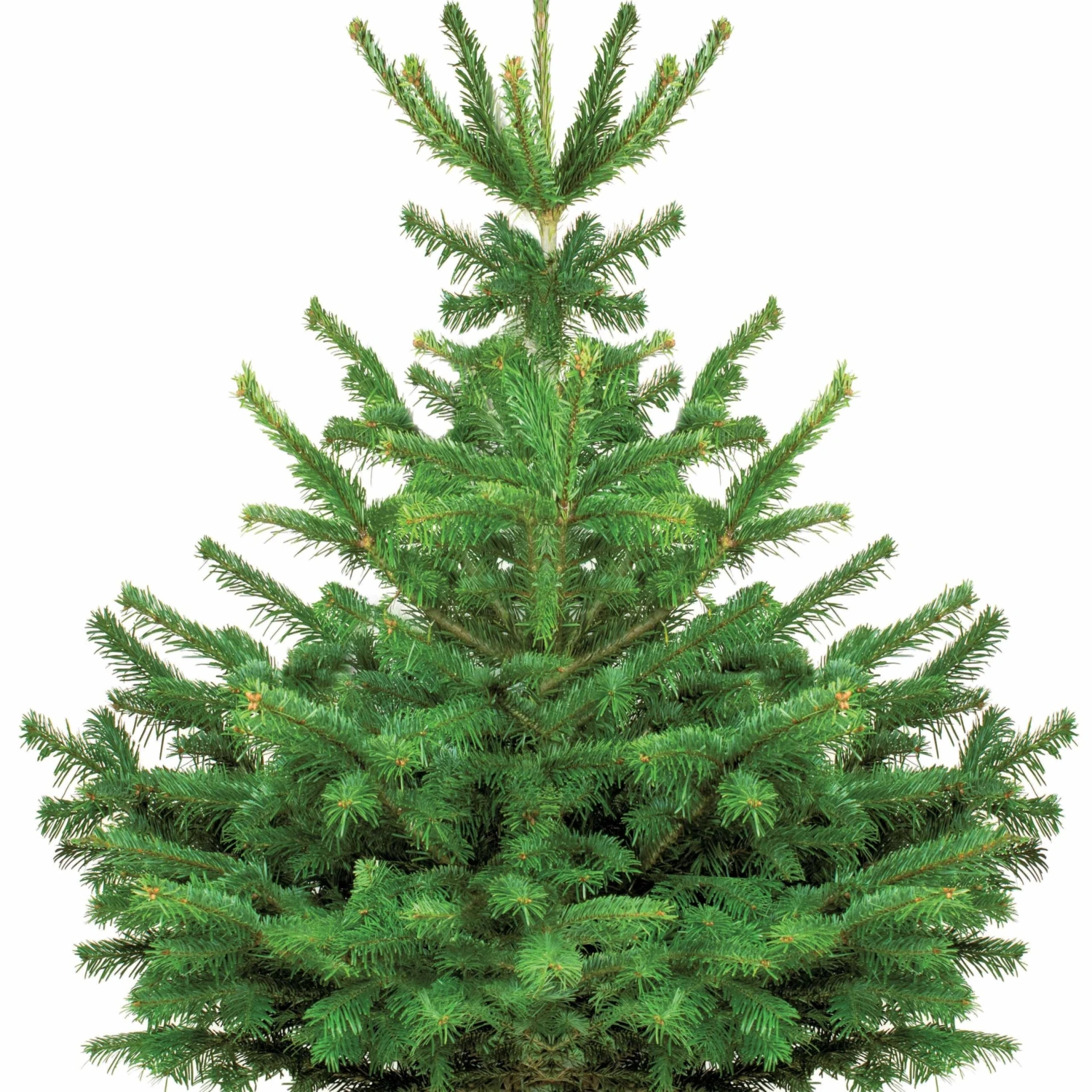 Sapin De Noël Naturel Nordmann 125/ 150 Cm Livré Avec Sa Bûche 3 Sapin De Noël Naturel Nordmann 125/ 150 Cm Livré Avec Sa Bûche