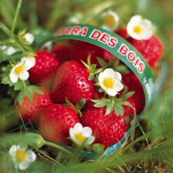 Fraisier Remontant Mara Des Bois -Promos Arbozine Boutique 100862 3 1699628319381