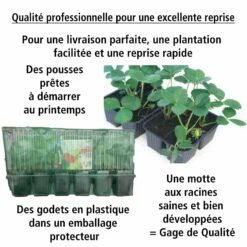 Fraisier Magnum -Promos Arbozine Boutique 100864 2 1706089271368