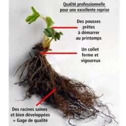 Fraisier Magnum -Promos Arbozine Boutique 100864 5 1706089265968