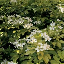 Oranger Du Mexique Doré