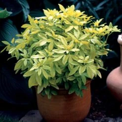 Oranger Du Mexique Doré 9 Oranger Du Mexique Doré -Promos Arbozine Boutique 101068 3 1700230985387