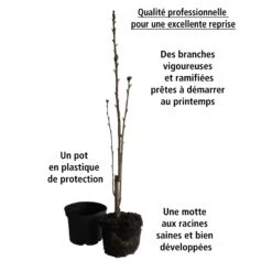 Lilas Des Indes Petit Pink -Promos Arbozine Boutique 101069 4