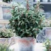 Sarcococca Winter Gem -Promos Arbozine Boutique 101075 1